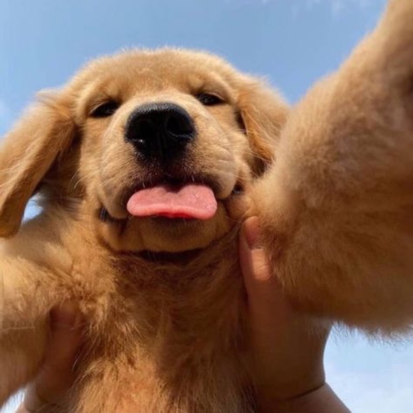 Meet your Posher, Bronwen - Picture 1 of 1